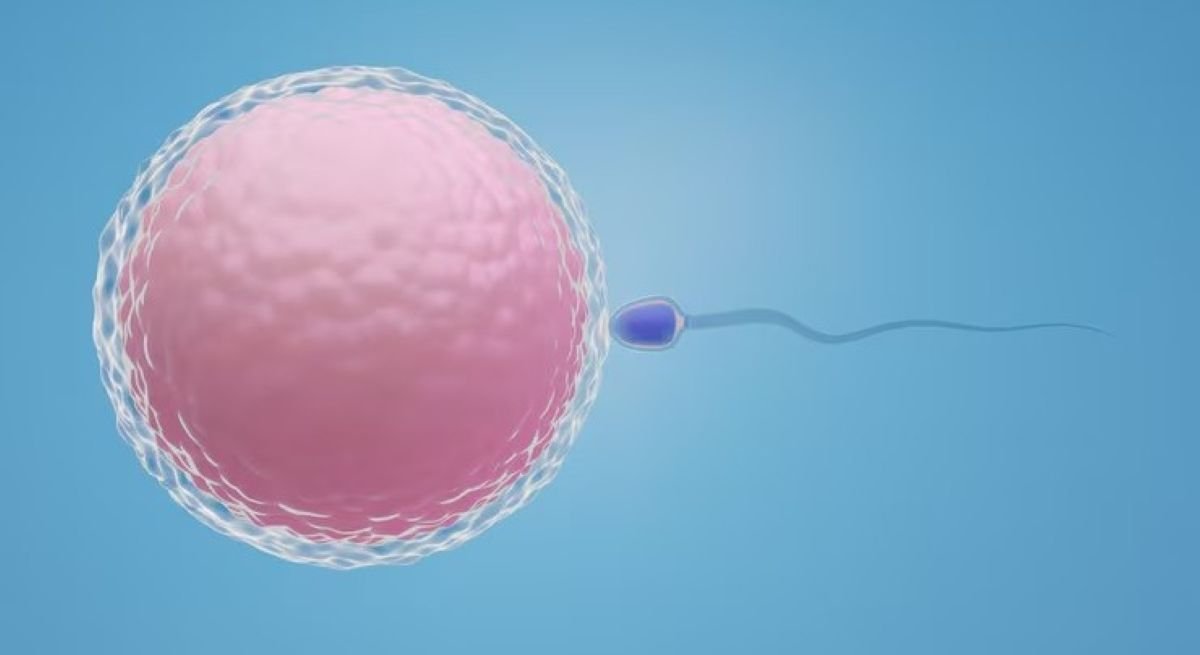 IUI Procedure, Success Rates, and Cost in India