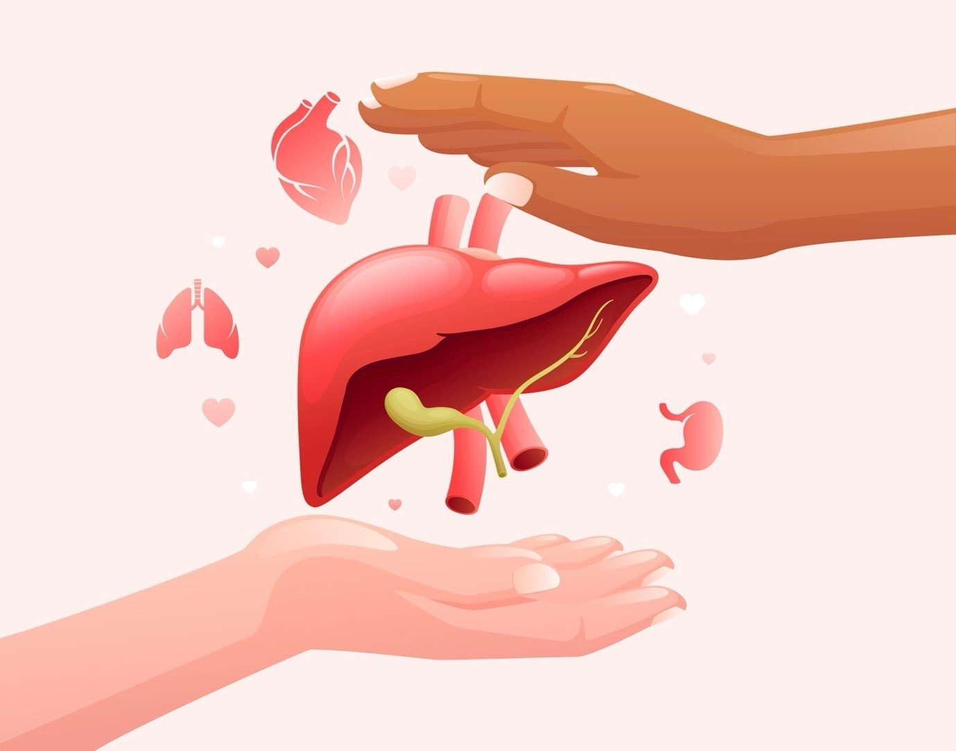 Liver Transplant 101: Everything Patients and Families Need to Know