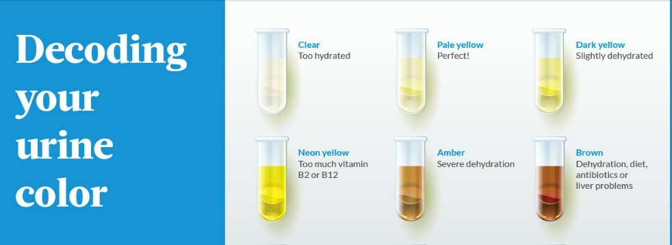 Decoding Urine Color: What It Says About Your Health